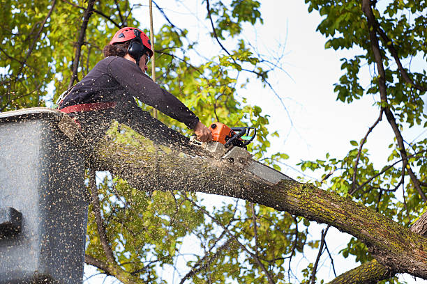 Seasonal Cleanup (Spring/Fall) in Oakland, NJ